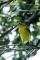 Prairie Warbler 