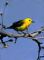 Prothonotary Warbler