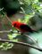 Scarlet Tanager