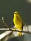 Yellow Warbler 
