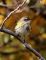 Yellow-rumped Warbler