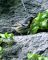 Yellow-throated Warbler 