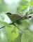 Common Yellowthroat 