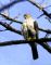 Cooper's hawk 