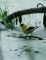 Goldfinch 