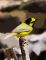 Hooded Warbler 