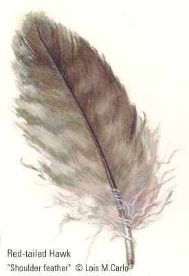 Feather