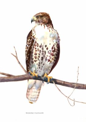 Red-tailed Hawk