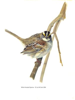 White-throated Sparrow