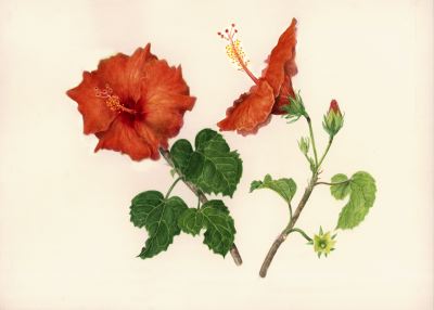 Hibiscus