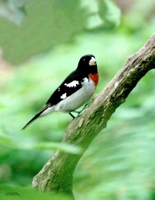 bird