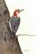 Red-bellied Woodpecker