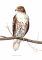 Red-tailed Hawk